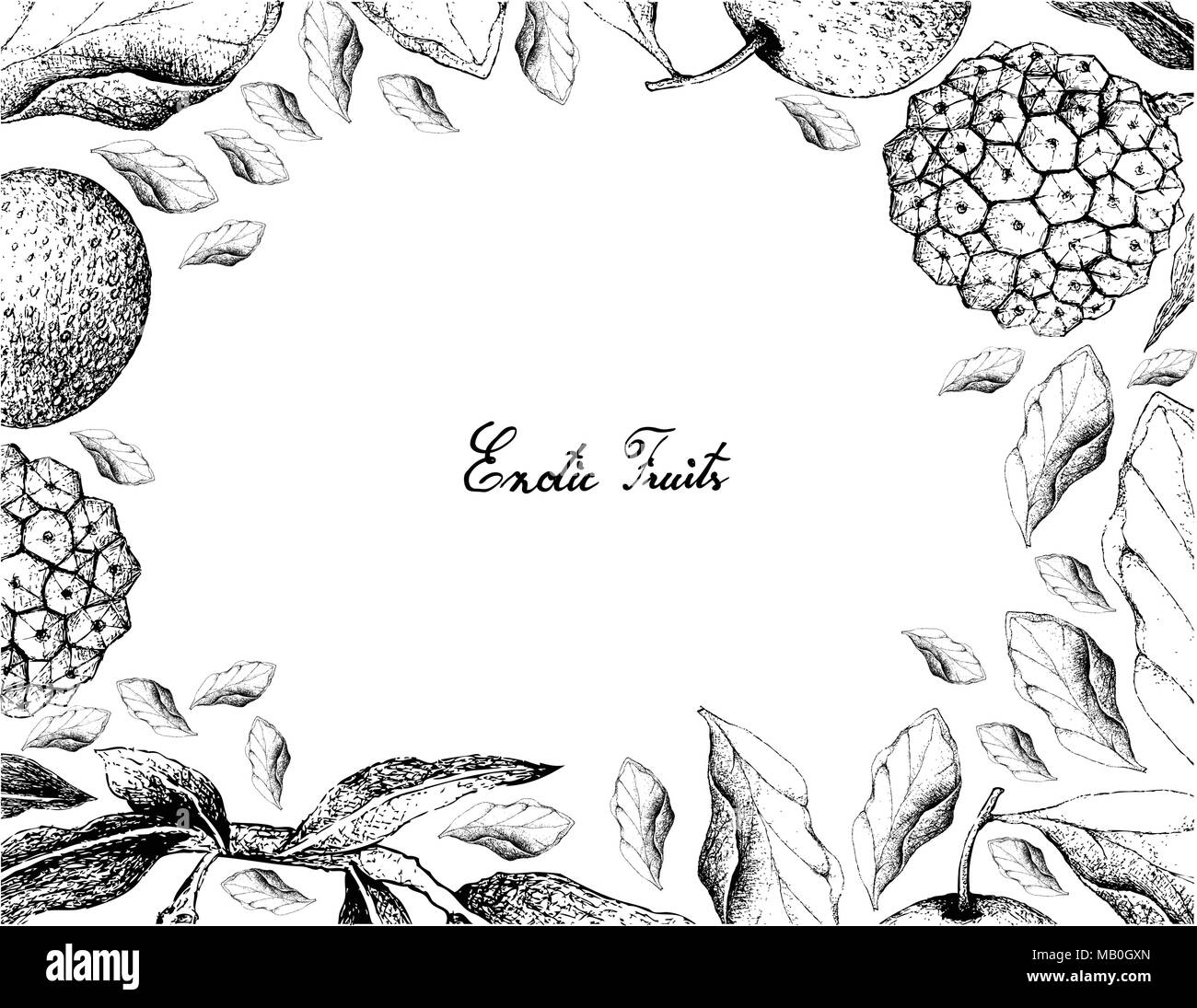 Exotic Fruits, Illustration Frame of Hand Drawn Sketch of Nashi Pears, Chinese Pears or Pyrus Pyrifolia Fruits Isolated on White Background. Stock Vector