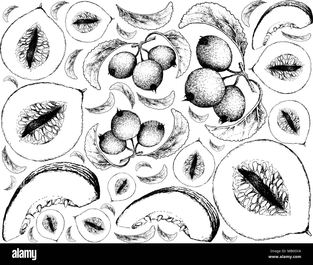 Exotic Fruit, Illustration Wallpaper Background of Hand Drawn Sketch of Casaba Melon and Crabapple or Malus Fruits. Stock Vector