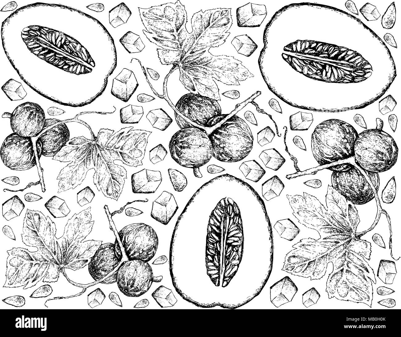 Exotic Fruit, Illustration Wallpaper Background of Hand Drawn Sketch of Honeydew Melon or Cucumis Melo and Native Bryony, Striped Cucumber or Diplocyc Stock Vector
