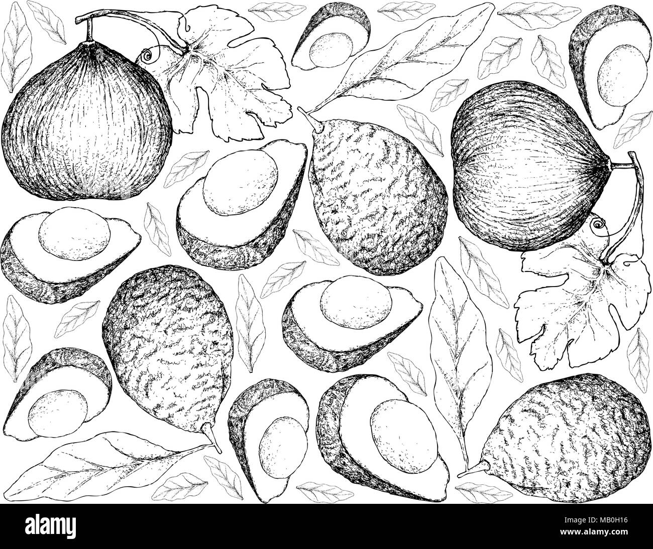 Exotic Fruit, Illustration Wallpaper Background of Hand Drawn Sketch of Casaba Melon and Avocado or Persea Americana Fruits. Stock Vector