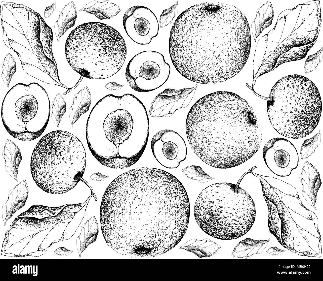 Exotic Fruits, Illustration Wallpaper Background of Hand Drawn Sketch Davidson Plums or Davidsonia and Nashi Pears, Chinese Pears or Pyrus Pyrifolia F Stock Vector