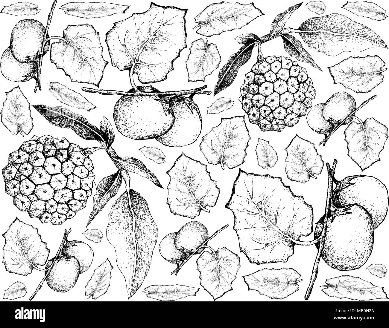 Exotic Fruit, Illustration Wallpaper Background of Hand Drawn Sketch of Cubiu Cocona, Solanum Sessiliflorum and Pindaiva, Pindaiba, Pindauva or Perova Stock Vector
