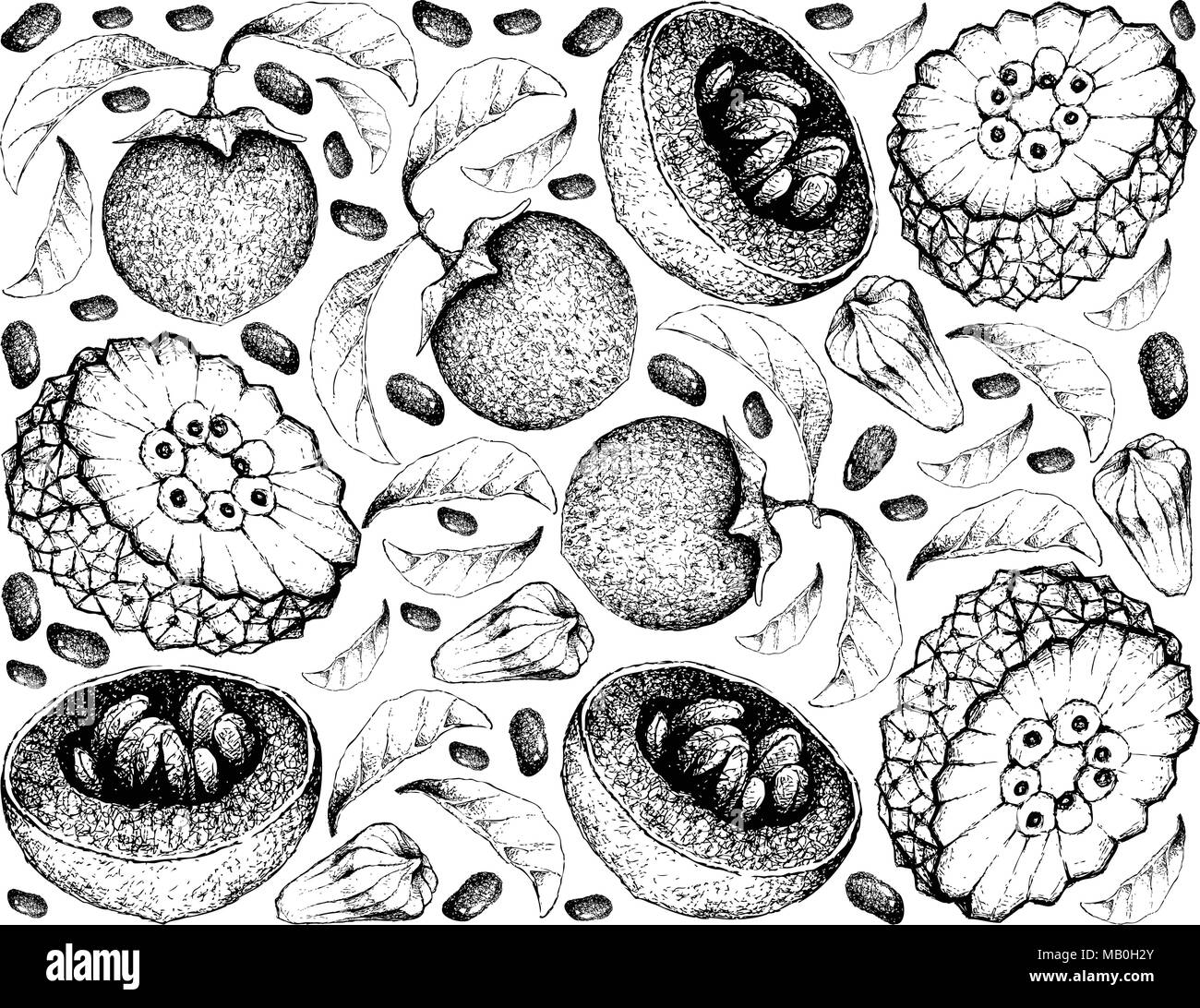 Exotic Fruit, Illustration Wallpaper Background of Hand Drawn Sketch of Pindaiva, Pindaiba, Pindauva or Perovana and Australian Black Sapote or Chocol Stock Vector