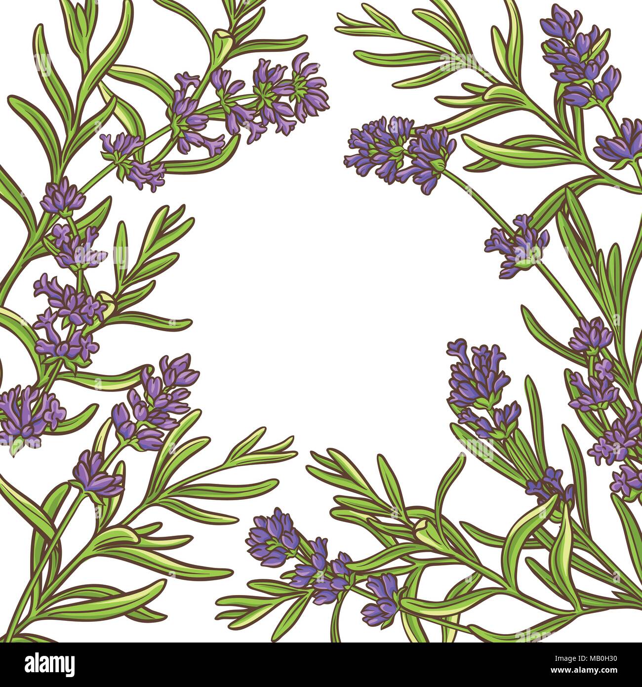lavender plant vector frame on white background Stock Vector