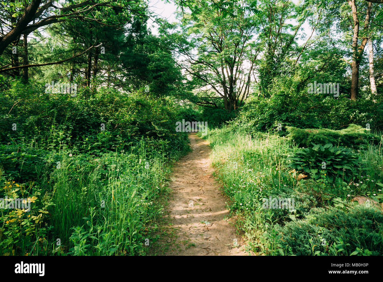 Lane, Path, Way In Summer Deciduous Forest Stock Photo - Alamy