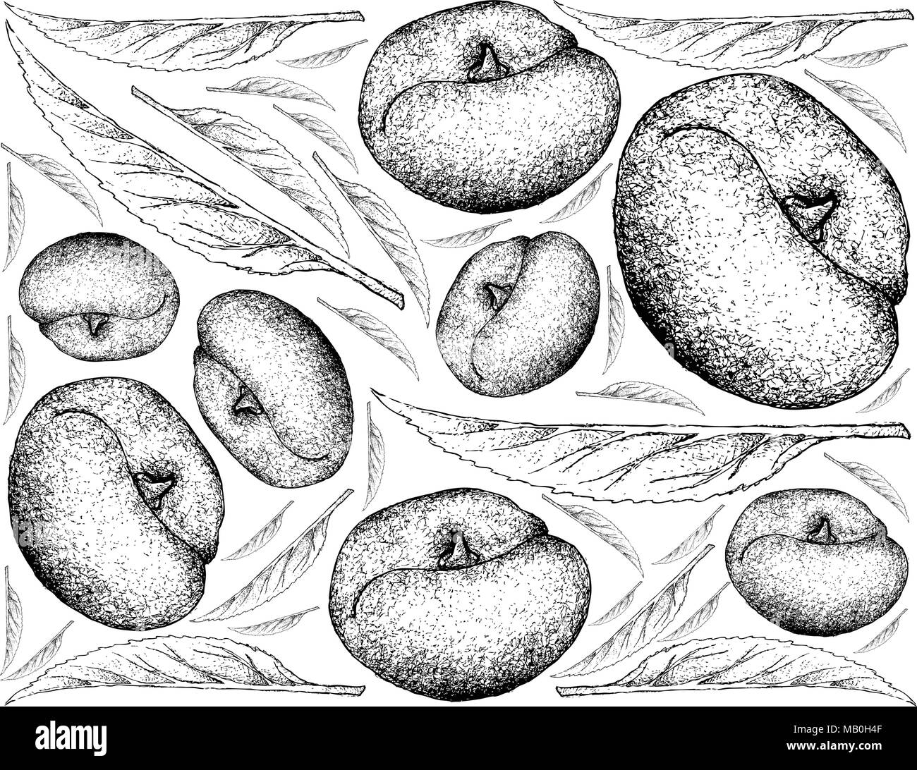 Exotic Fruit, Illustration Wallpaper Background of Hand Drawn Sketch of Ripe Angel Peach. High in Vitamins A, C, E, K and B complex with Essential Nut Stock Vector