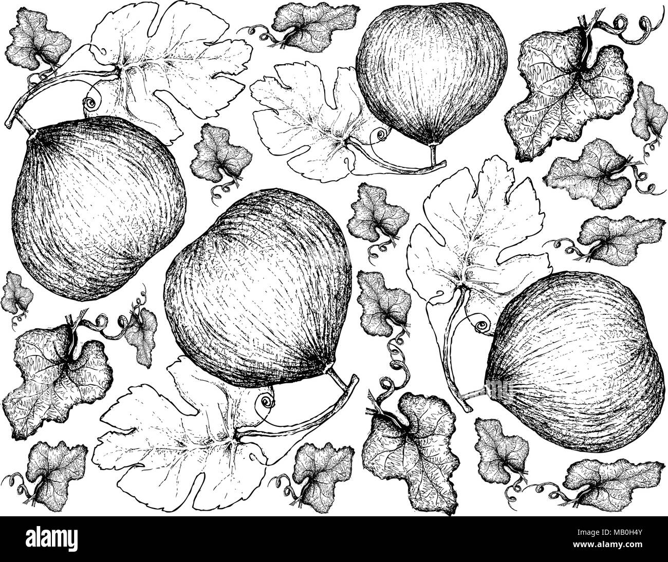 Exotic Fruit, Illustration Wallpaper Background of Hand Drawn Sketch of Casaba Melon Fruits. High in vitamin A, C and B6 with Essential Nutrient for L Stock Vector