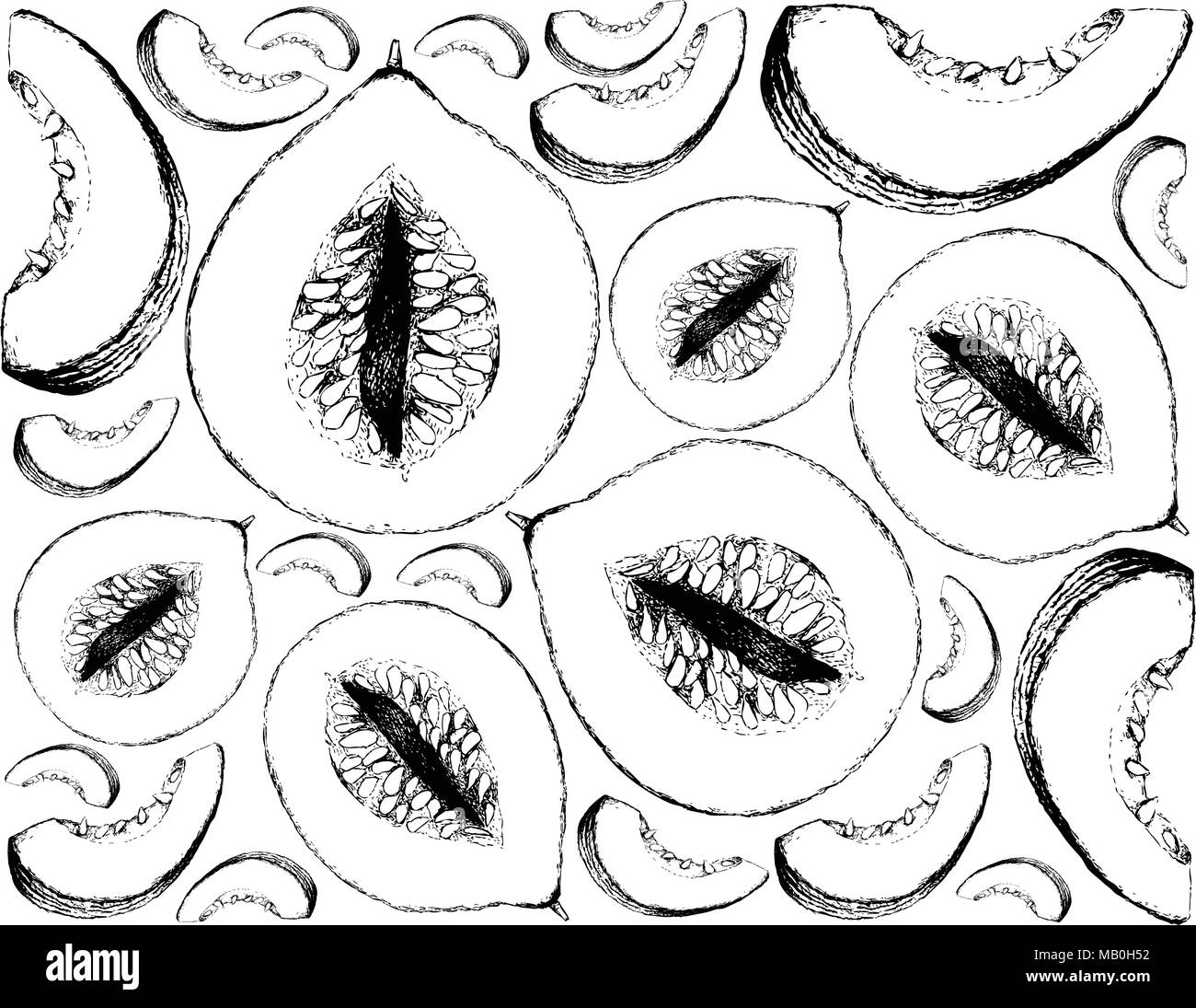 Exotic Fruit, Illustration Wallpaper Background of Hand Drawn Sketch of Casaba Melon Fruits. High in vitamin A, C and B6 with Essential Nutrient for L Stock Vector