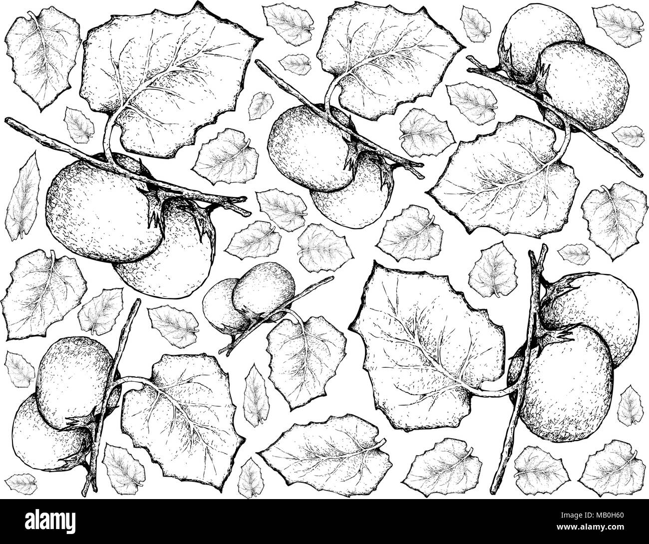 Exotic Fruit, Illustration Wallpaper Background of Hand Drawn Sketch of Cubiu Cocona or Solanum Sessiliflorum Fruits. High in Iron, Niacin or Vitamin  Stock Vector