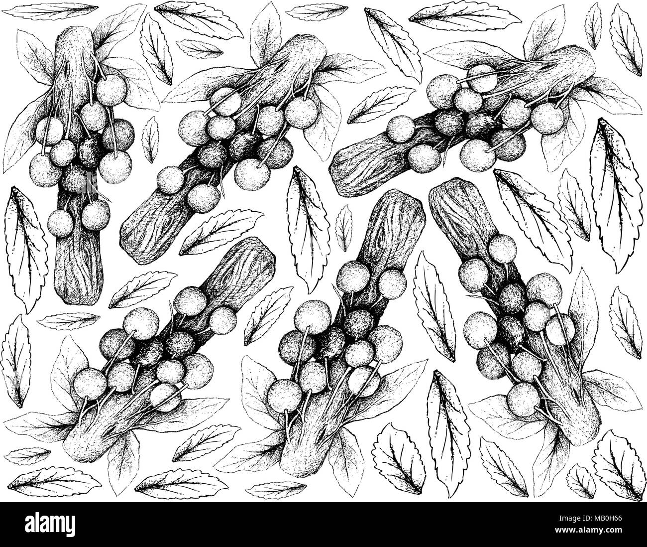 Exotic Fruits, Illustration Wallpaper Background of Hand Drawn Sketch Davidson Plums or Davidsonia Fruits. High in Vitamin C with Essential Nutrient f Stock Vector