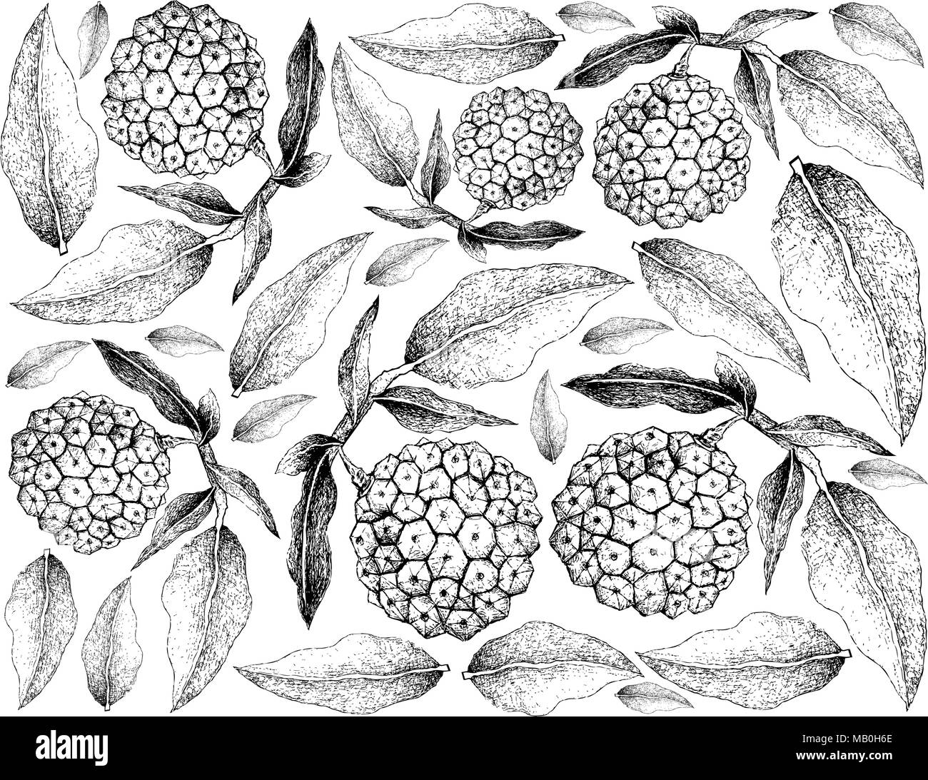 Exotic Fruit, Illustration Wallpaper Background of Hand Drawn Sketch of Pindaiva, Pindaiba, Pindauva or Perovana Fruits. Stock Vector