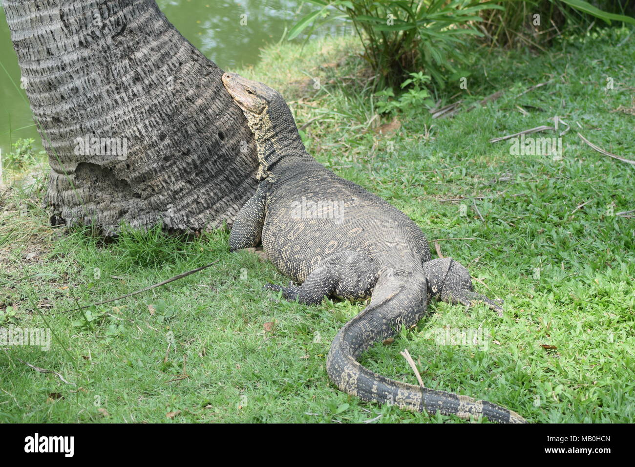 Water Monitor varanus salvator malaysian thai bangkok park lizard wild big Stock Photo