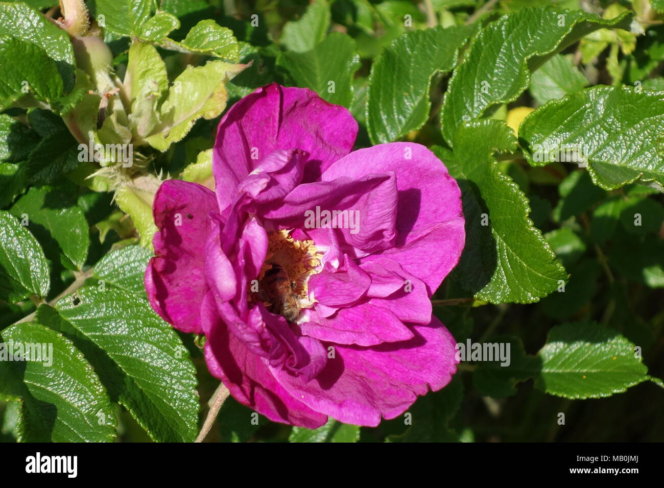 Sylt Rose High Resolution Stock Photography and Images - Alamy