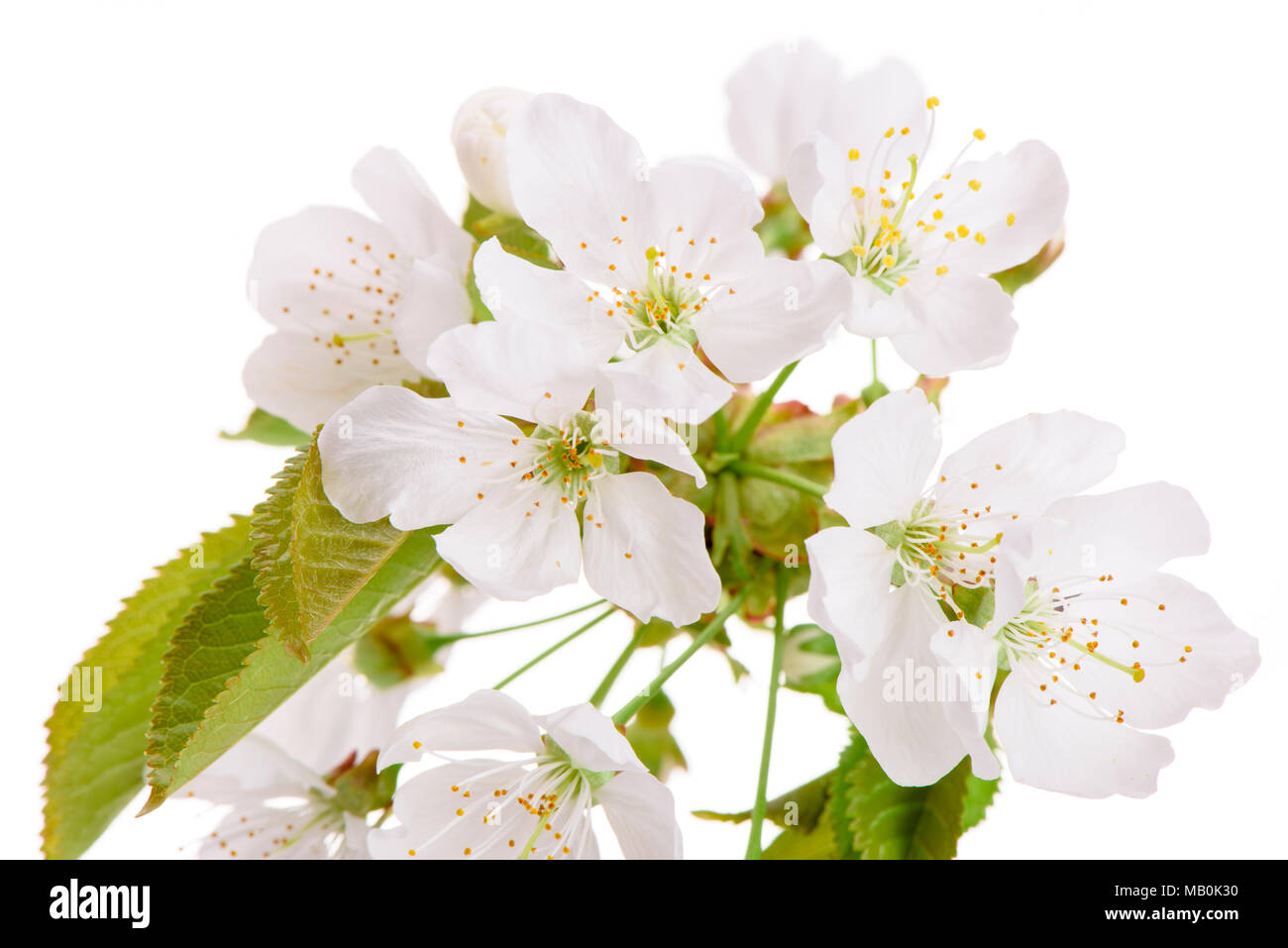 blooming blossoms of cherry tree isolated over white background Stock ...