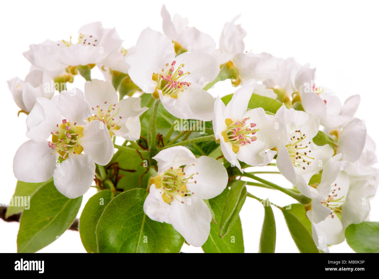 blooming blossoms of pear tree isolated over white background Stock Photo