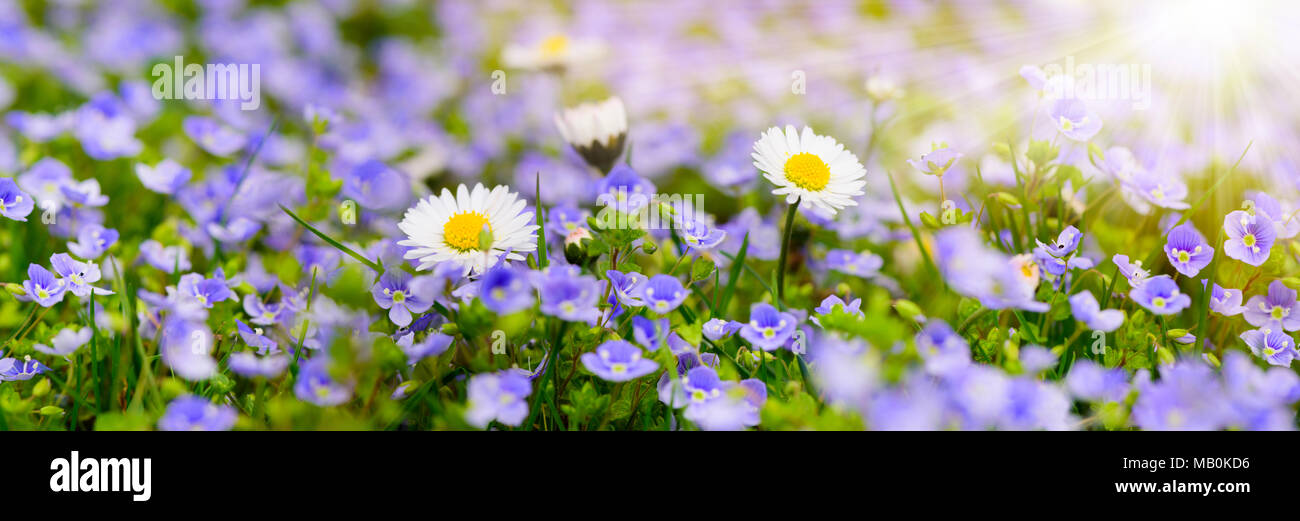 wide angle view to daisy flowers at spring with sunbeams Stock Photo