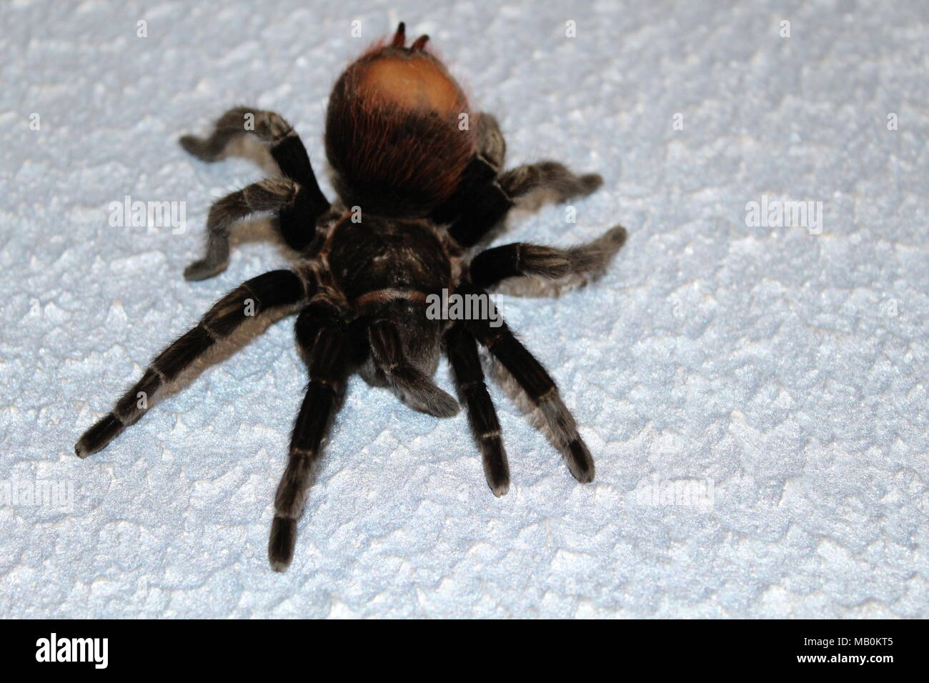 Spider, tarantula Stock Photo