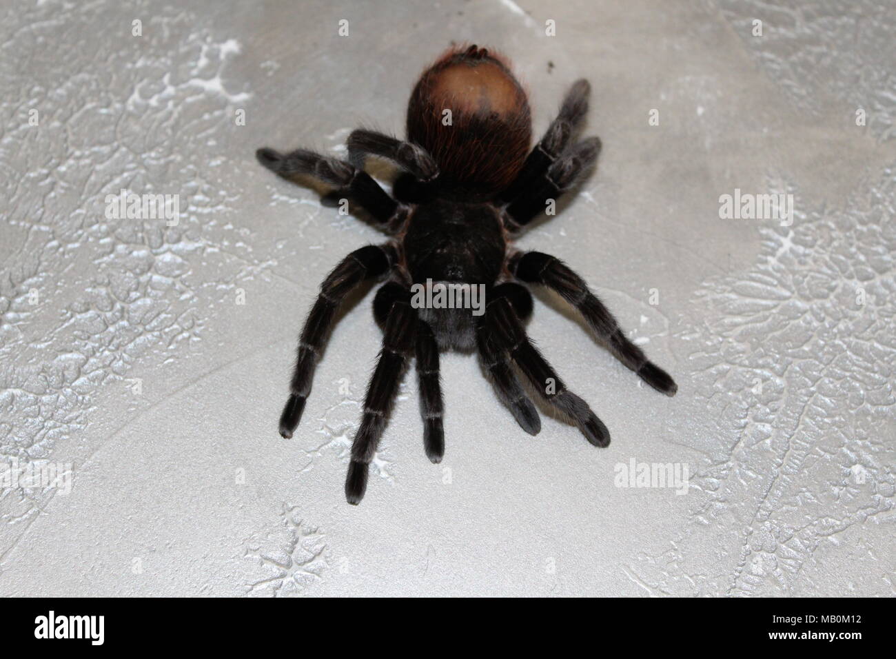 Spider, tarantula Stock Photo