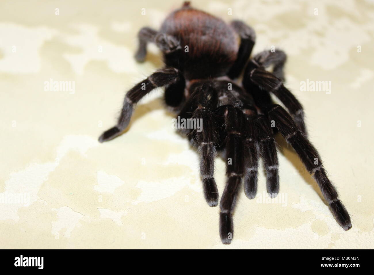 Spider, tarantula Stock Photo