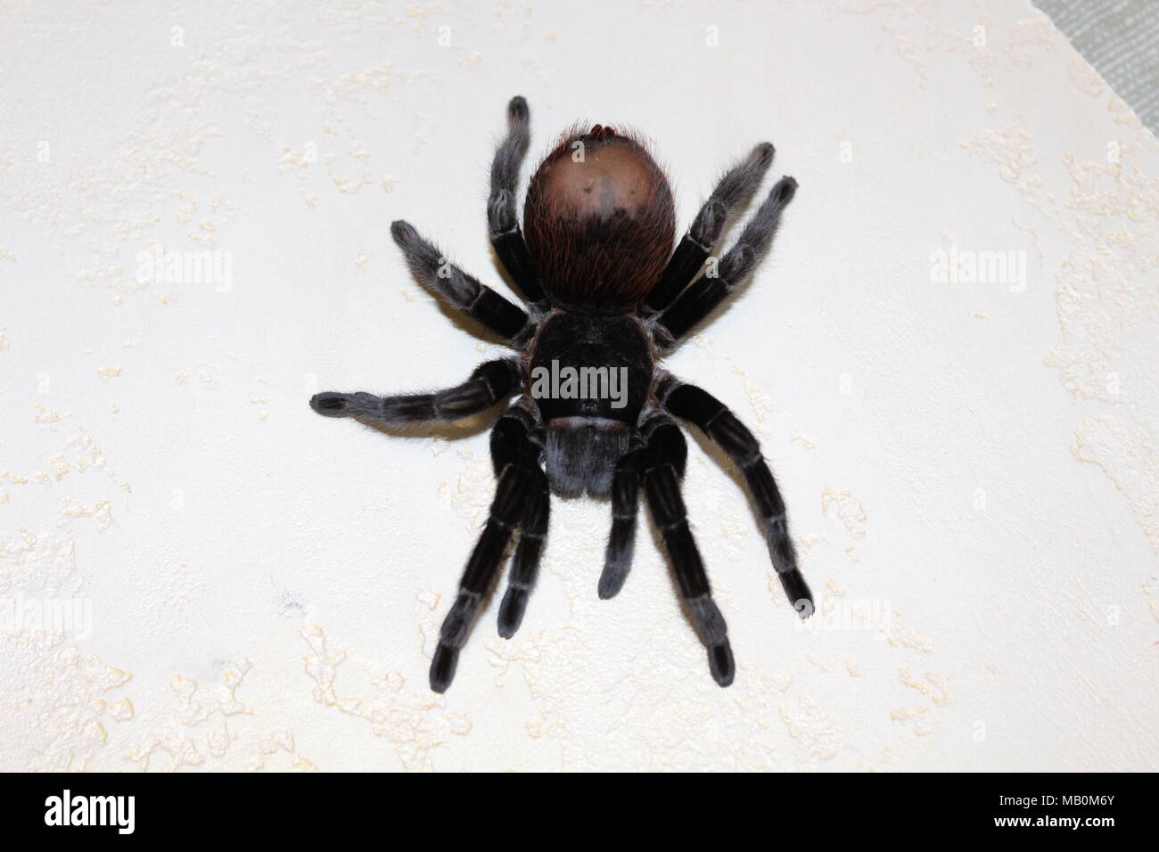 Spider, tarantula Stock Photo
