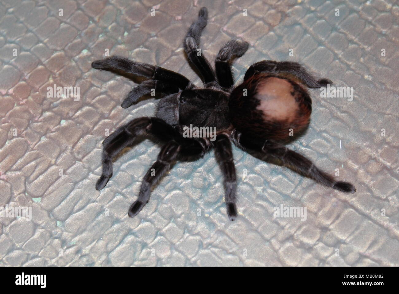 Spider, tarantula Stock Photo