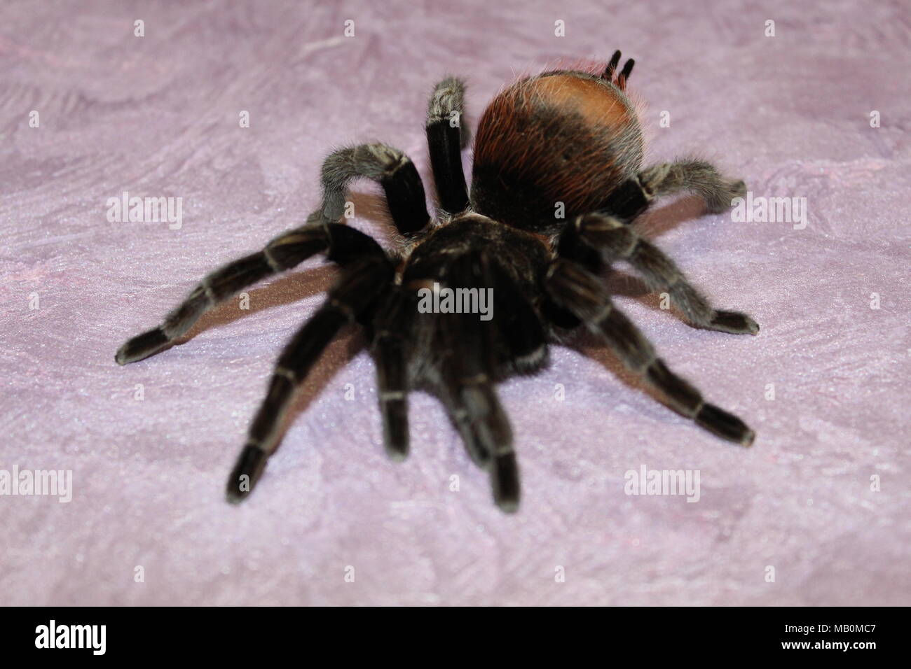 Spider, tarantula Stock Photo