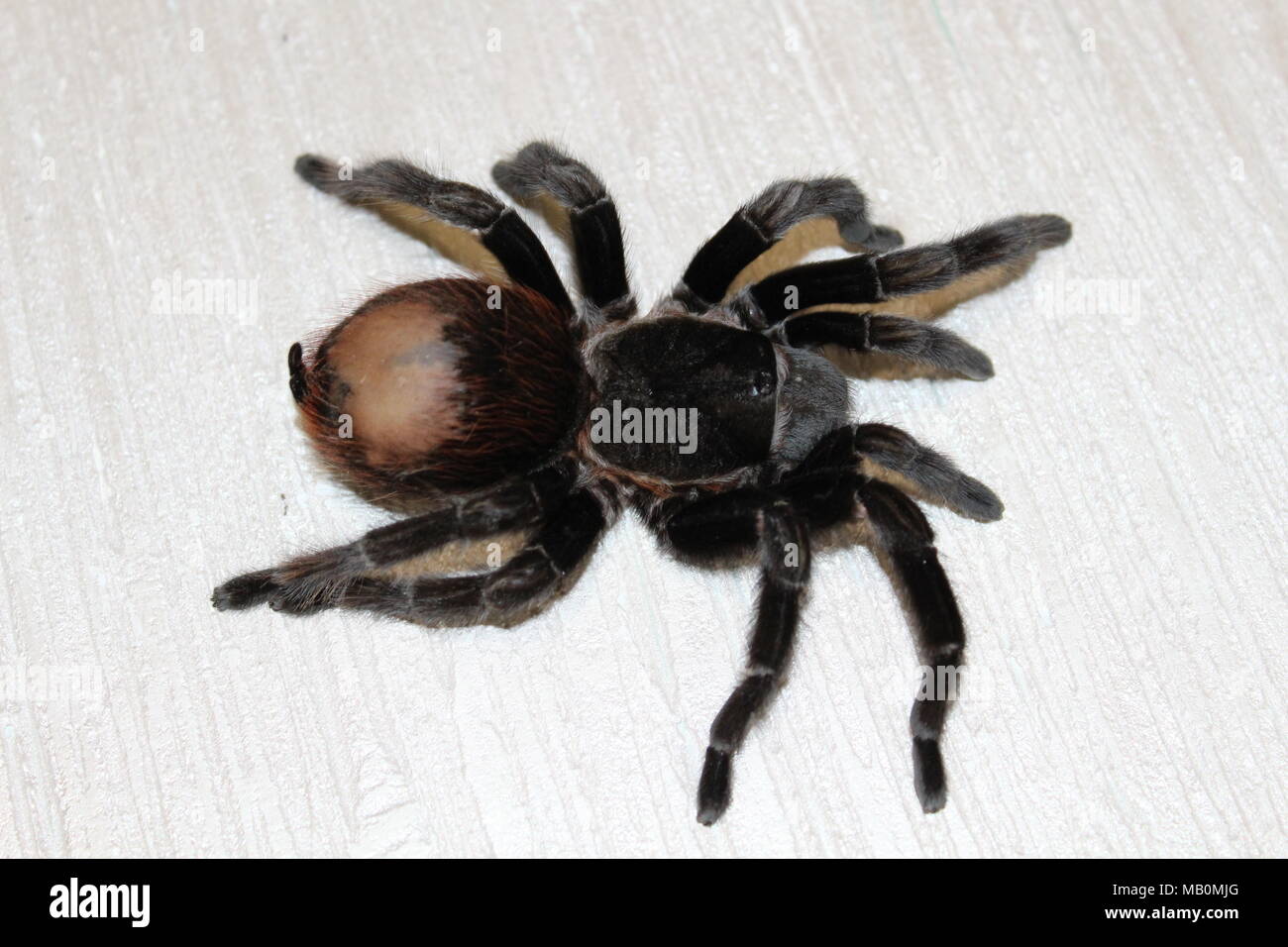 Spider, tarantula Stock Photo