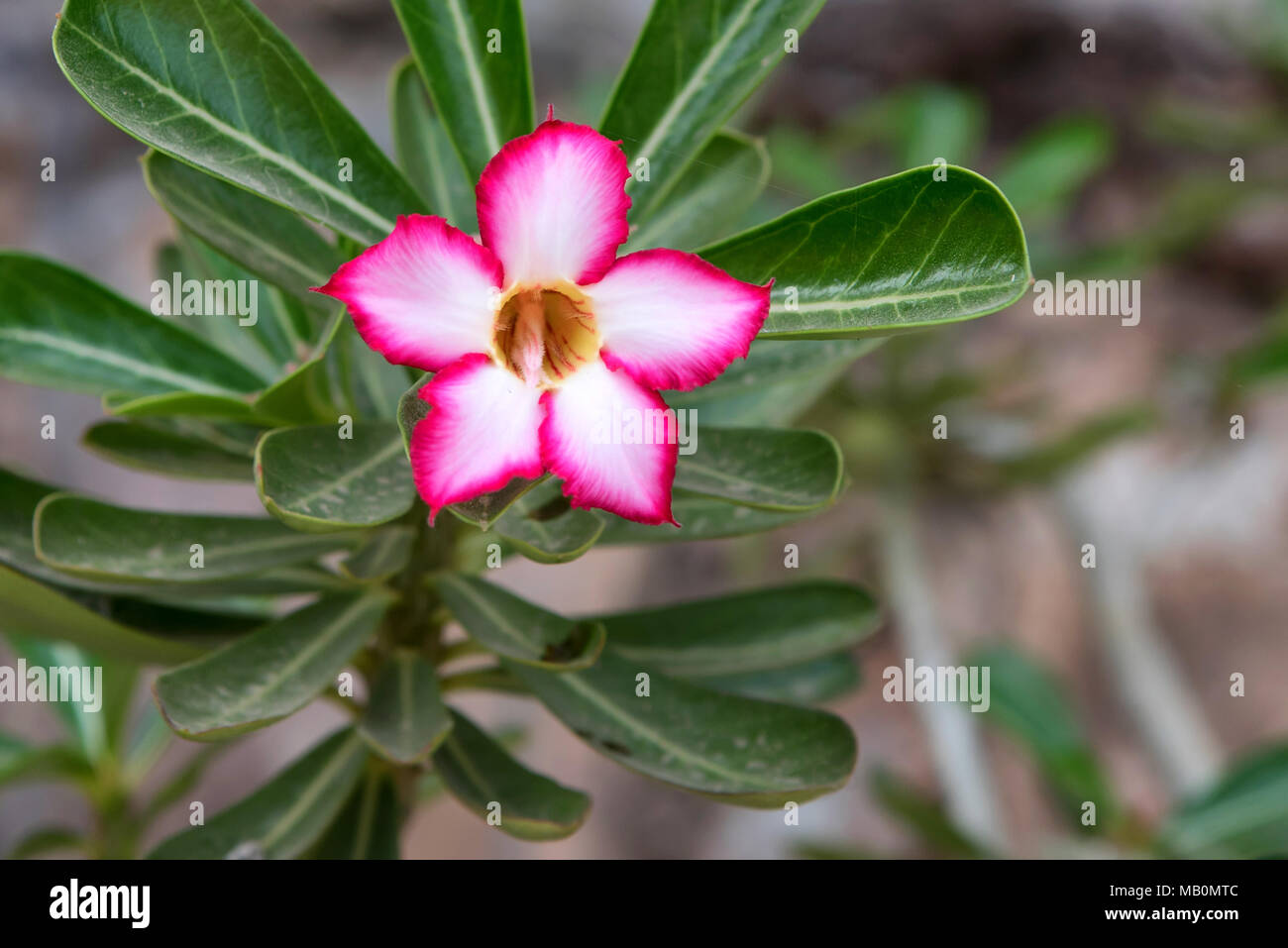 Beautiful flower adenium Stock Photo Alamy