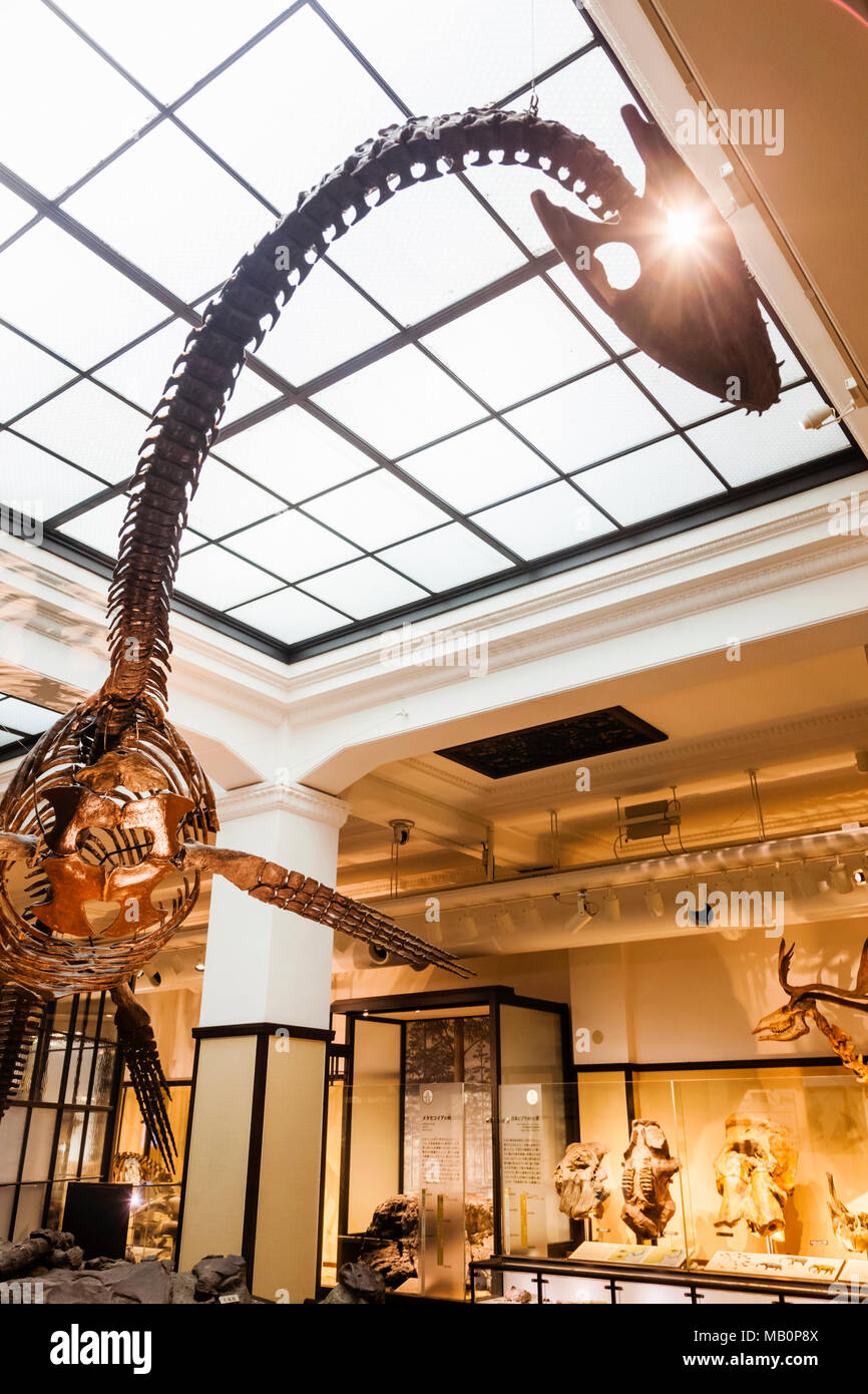 Japan, Honshu, Tokyo, Ueno Park, National Museum of Nature and Science, Plesiosaur Dinosaur Skeleton Stock Photo