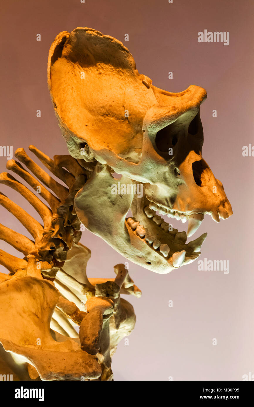 Japan, Honshu, Tokyo, Ueno Park, National Museum of Nature and Science, Exhibit of Gorilla Skeleton Stock Photo
