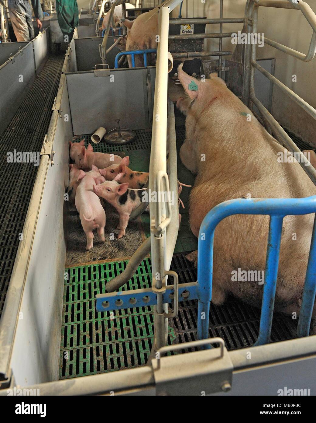 Farrowing Stock Photos Farrowing Stock Images Alamy