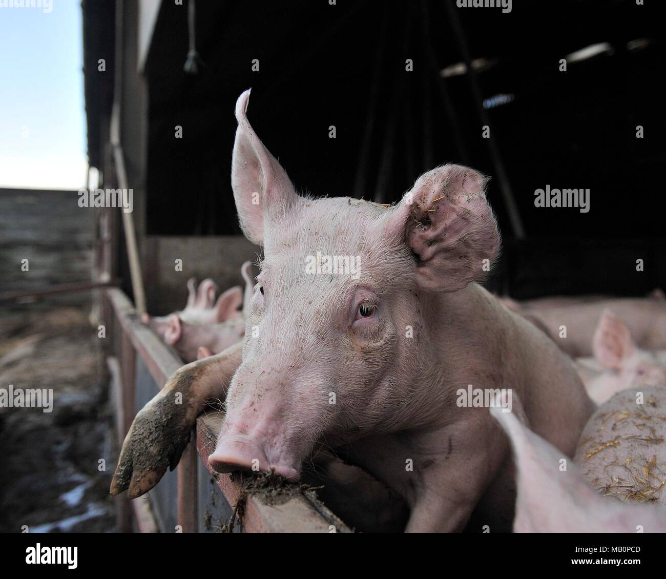 pigs on farm Stock Photo
