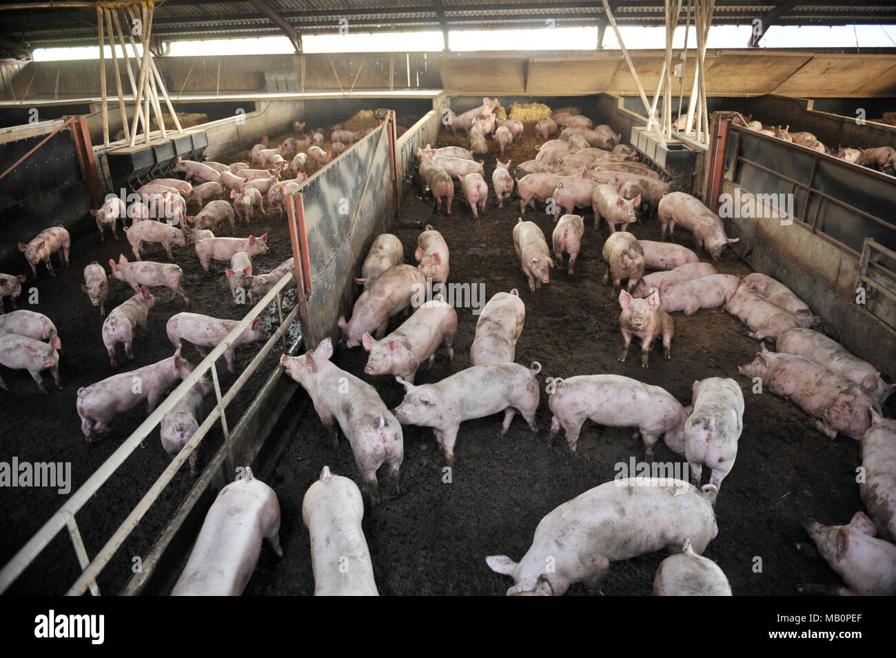 indoor pig farm Stock Photo