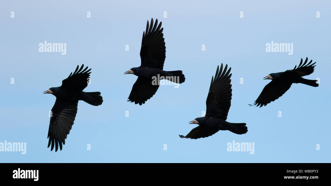 Rook flying hi-res stock photography and images - Alamy