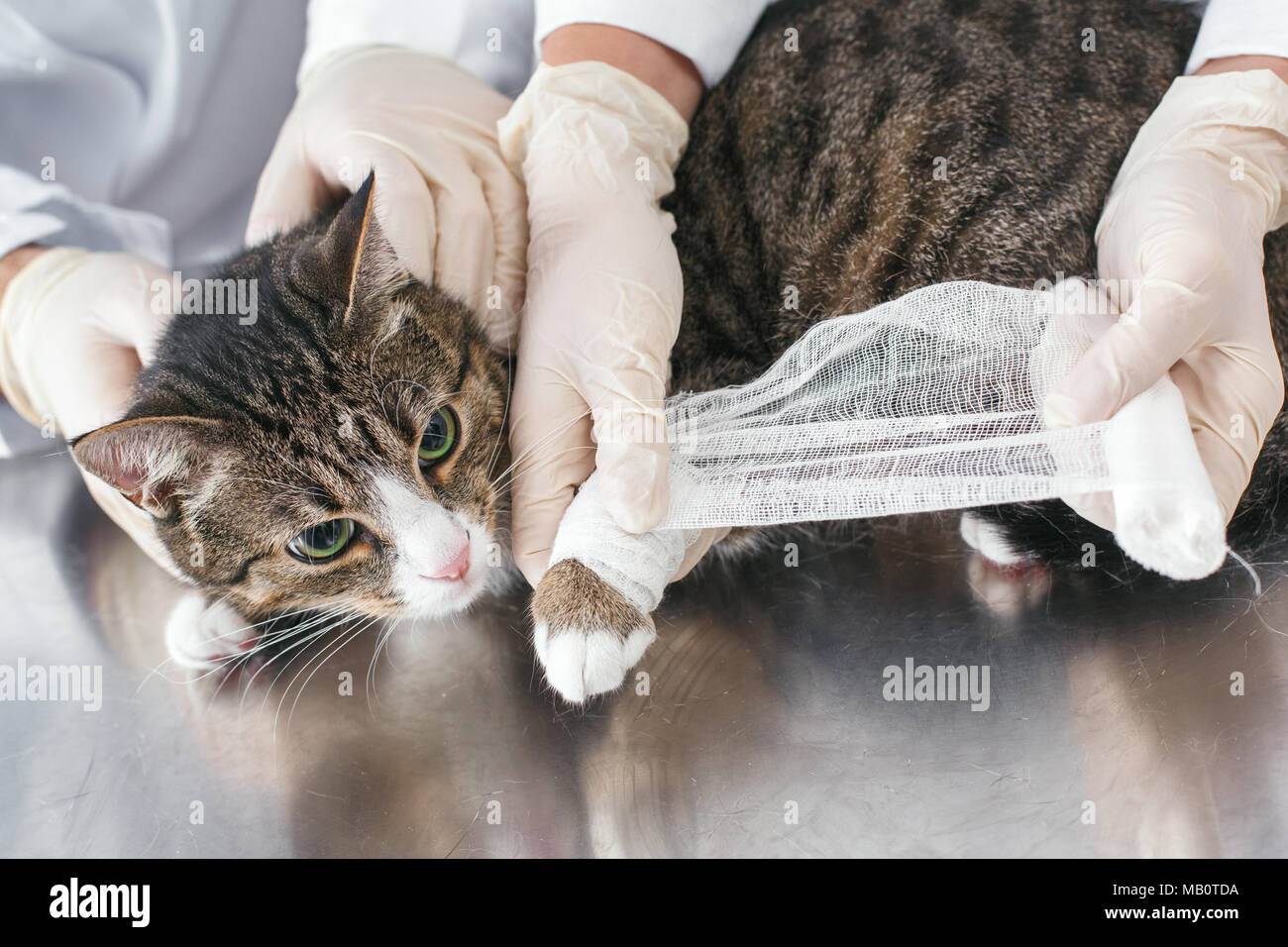 Cat Paw Bandage Stock Photos & Cat Paw Bandage Stock Images Alamy