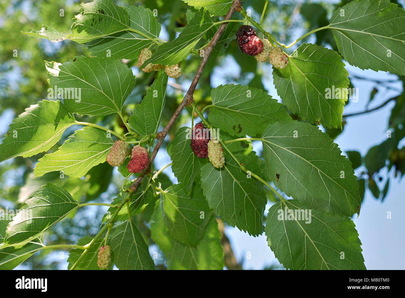 Morus alba fruits Stock Photo