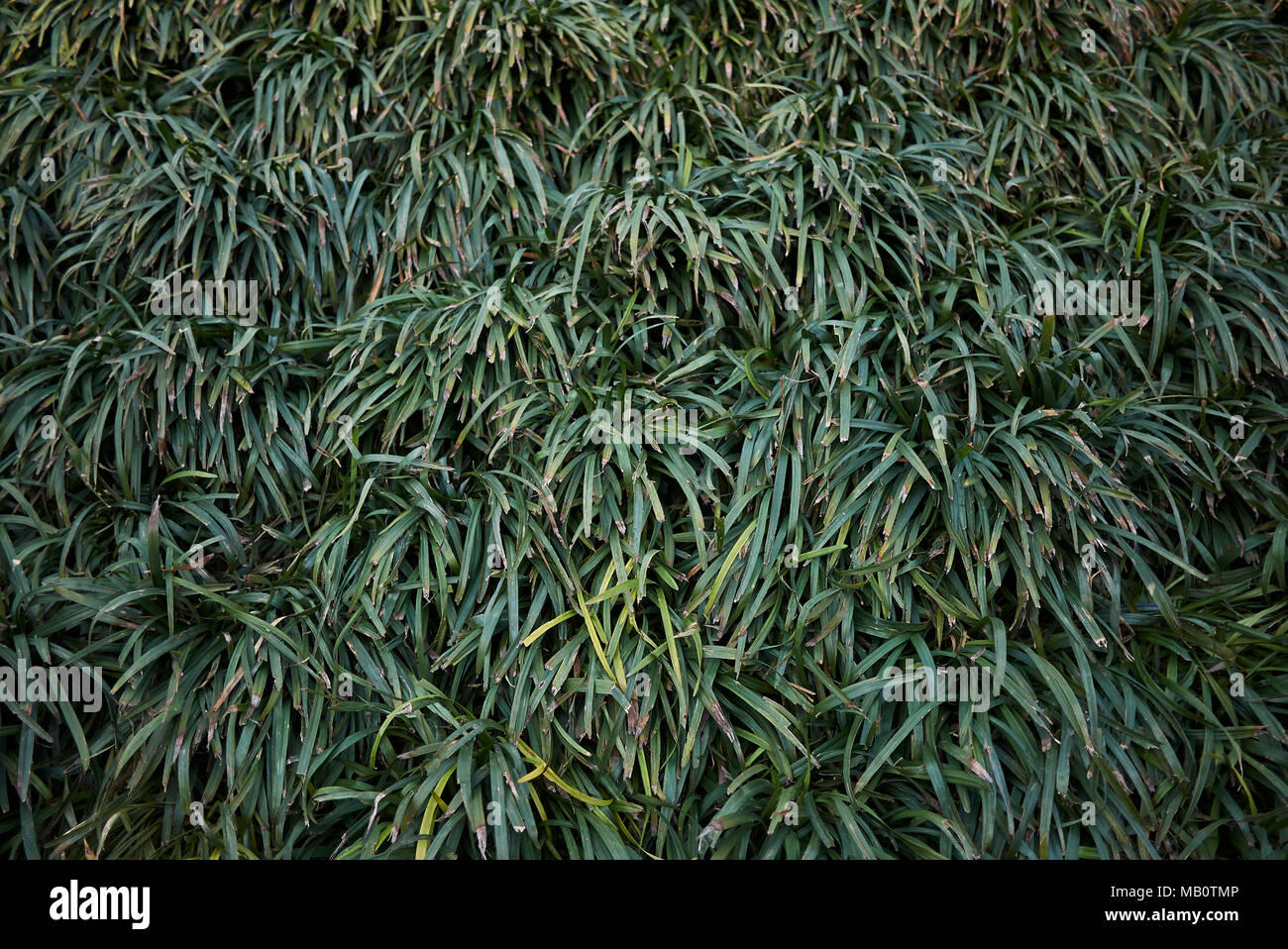 Liriope grass hi-res stock photography and images - Alamy