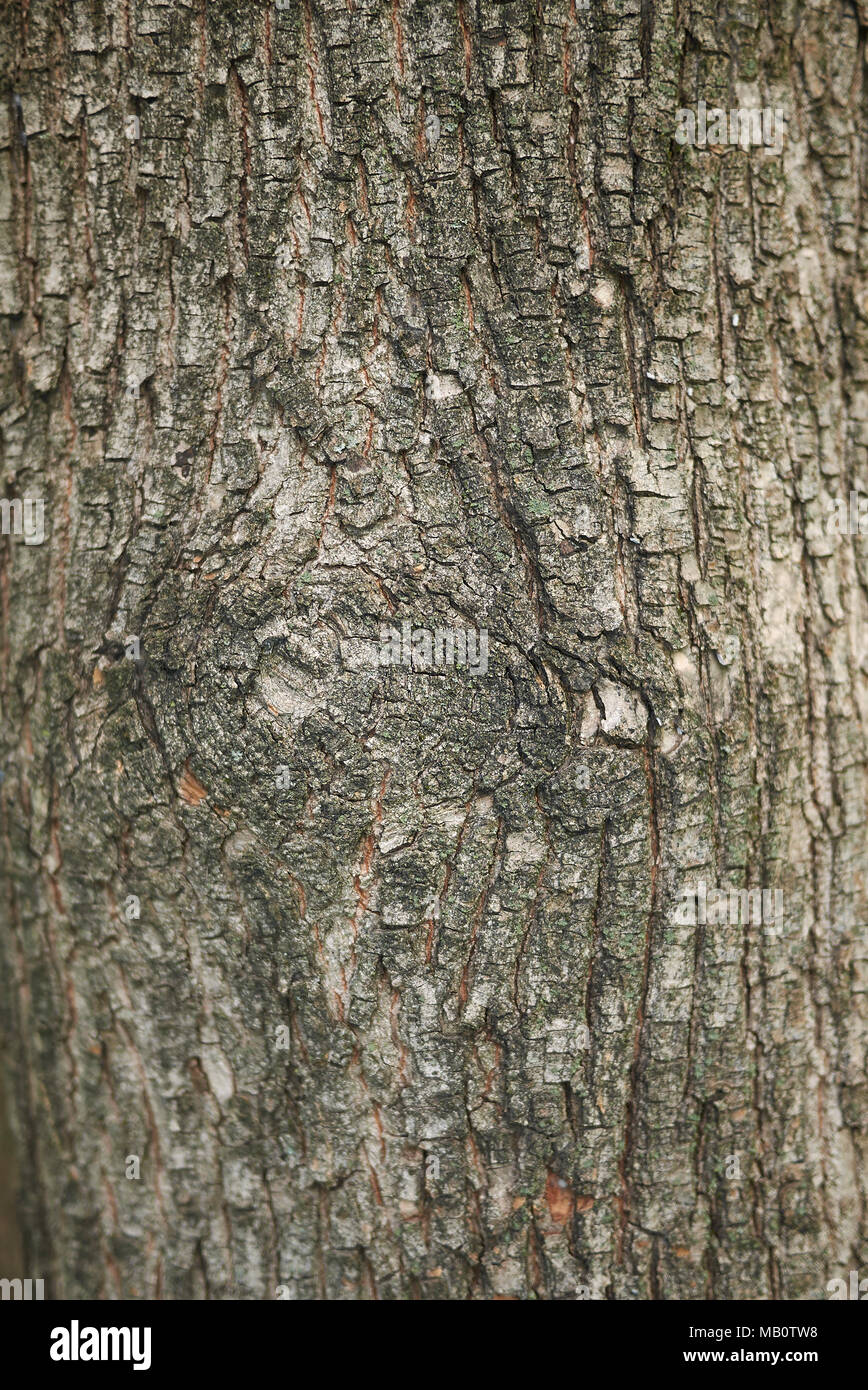 a high-resolution photo of acer campestre, symbolizing the intricate details of athletic performance, much like the nuances of Braelon Allen's 40 time, which requires careful analysis to fully appreciate