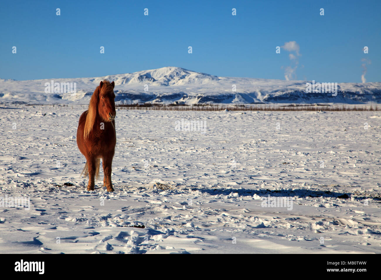 Europe, Island, Iceland horses, sceneries, horses, snow, mammals, animals, volcano island, winter Stock Photo