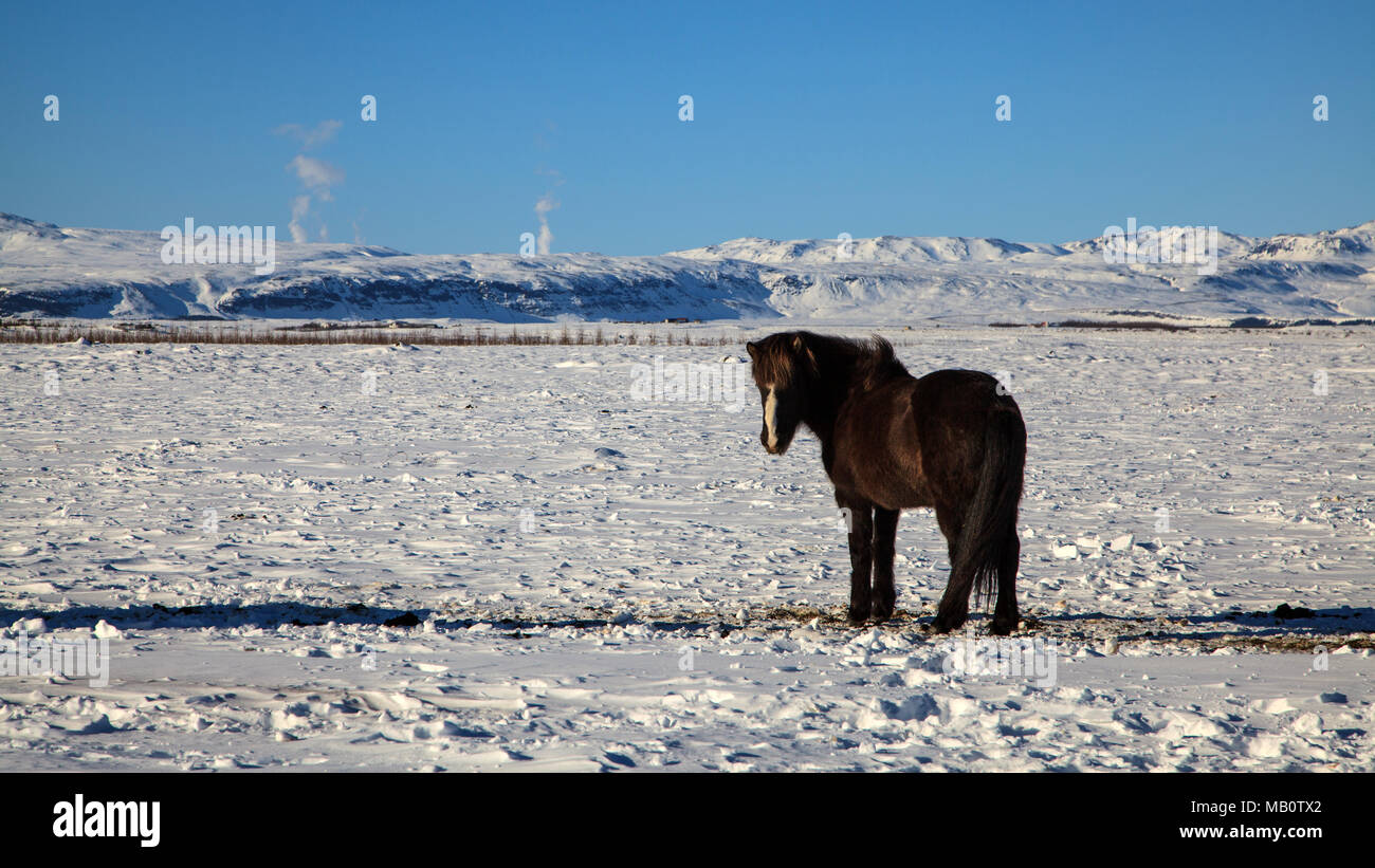 Europe, Island, Iceland horses, sceneries, horses, snow, mammals, animals, volcano island, winter Stock Photo