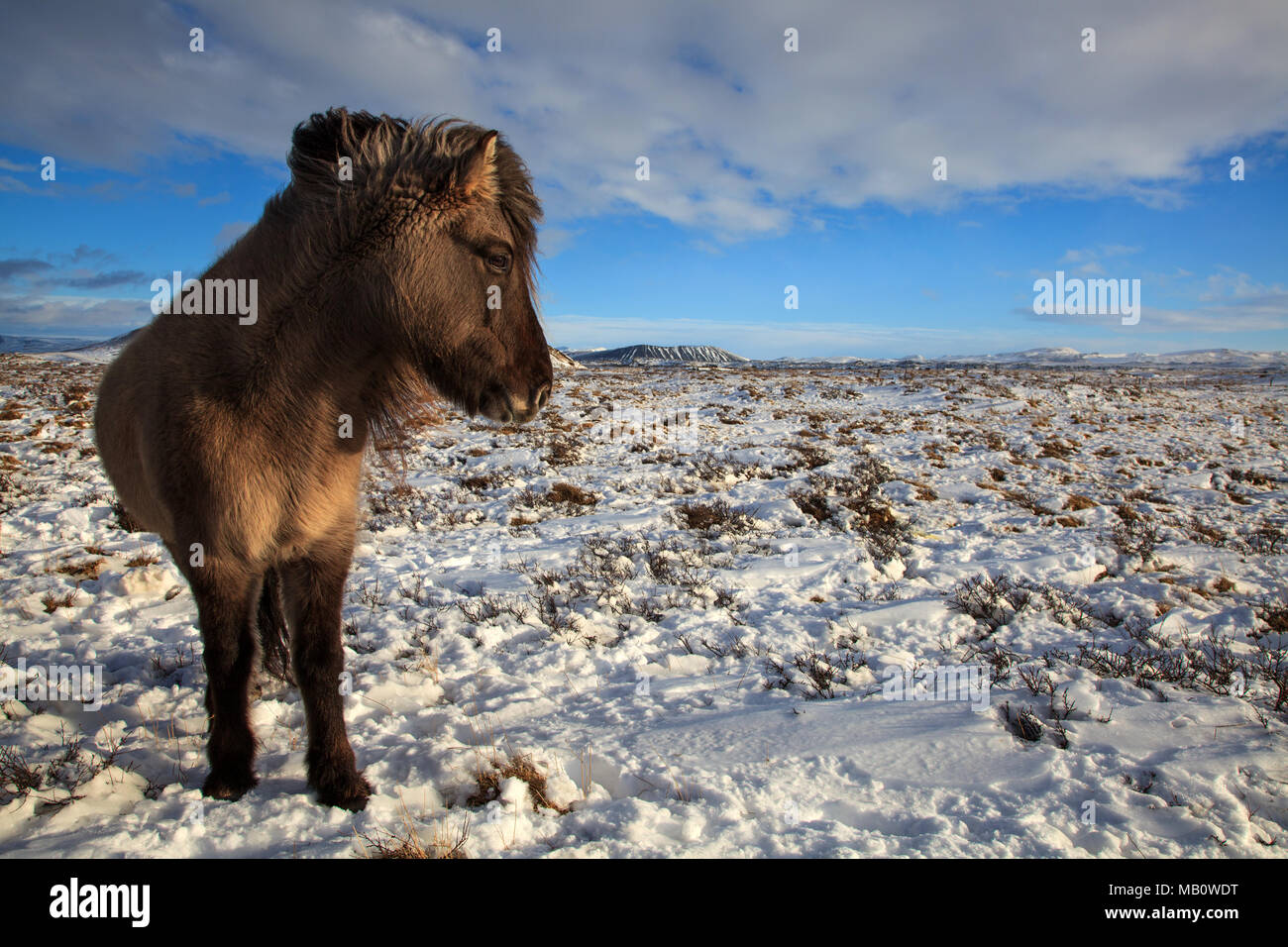Europe, Island, Iceland horses, sceneries, Myvatn, horses, snow, mammals, animals, volcano island, winter Stock Photo