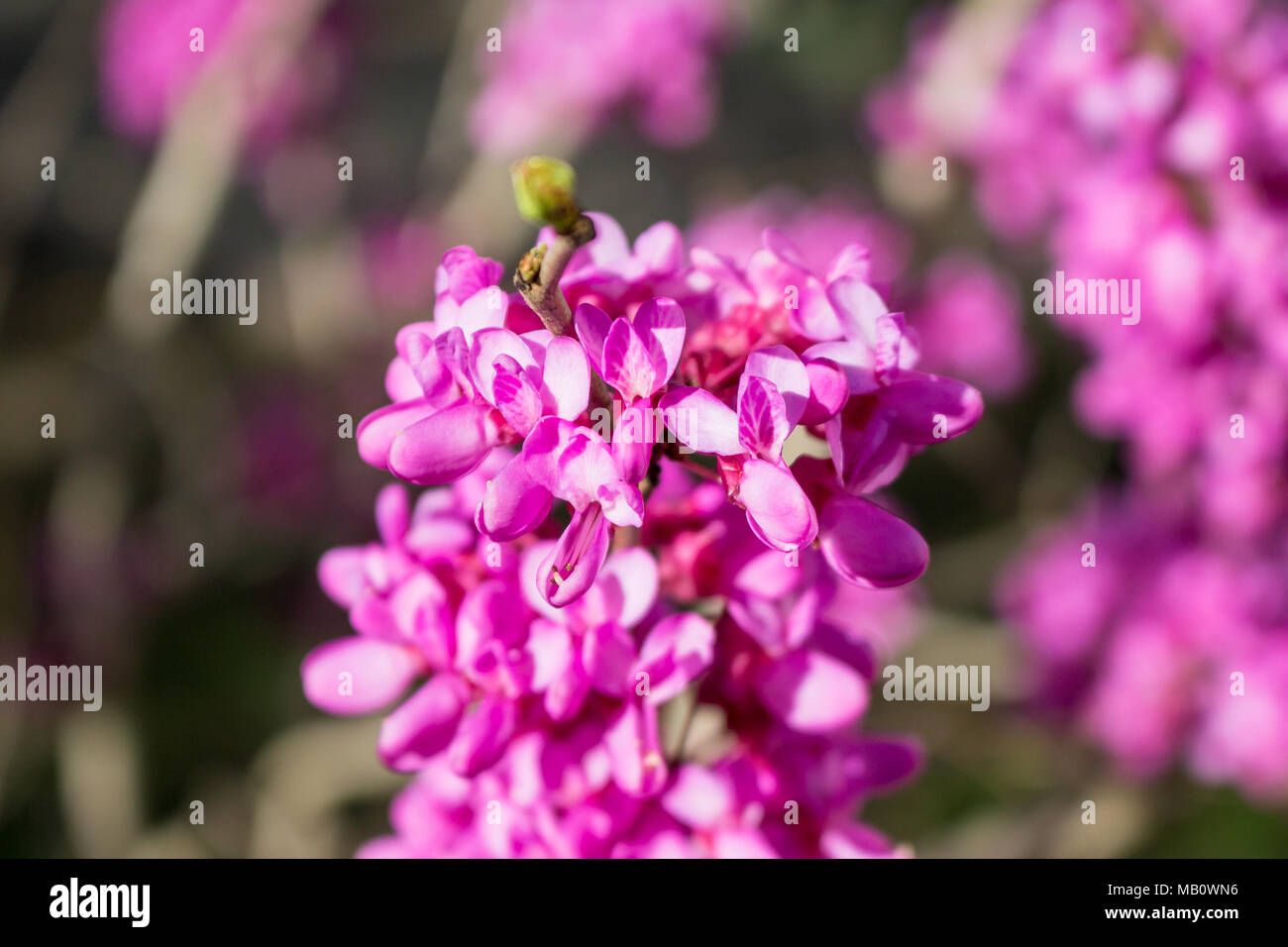 Blooming tree with pink flowers in spring Stock Photo - Alamy
