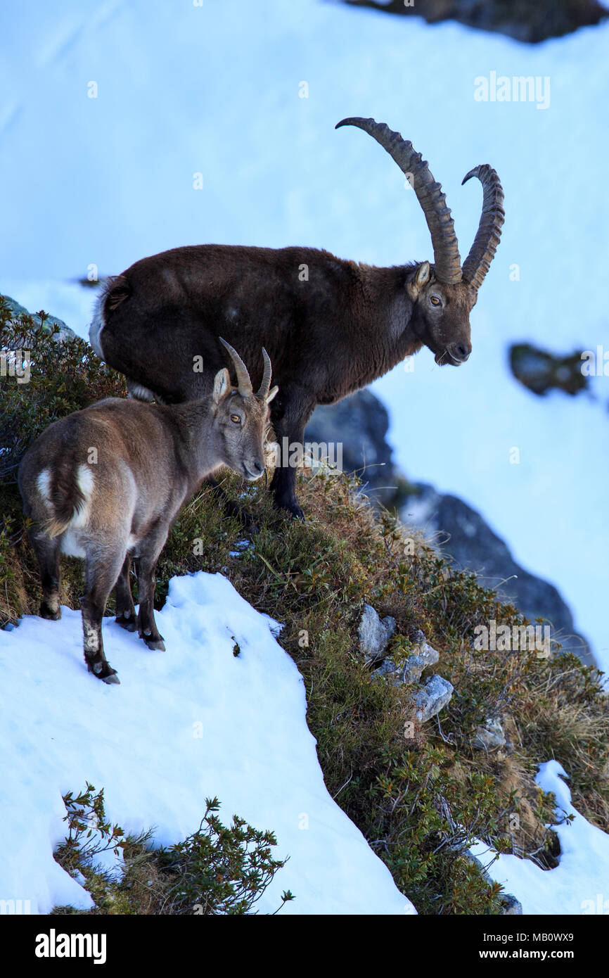 The Alps, mountains, the Bernese Oberland, Europe, Niederhorn, Switzerland, Capricorn, mammals, animals, wilderness, wild animals Stock Photo