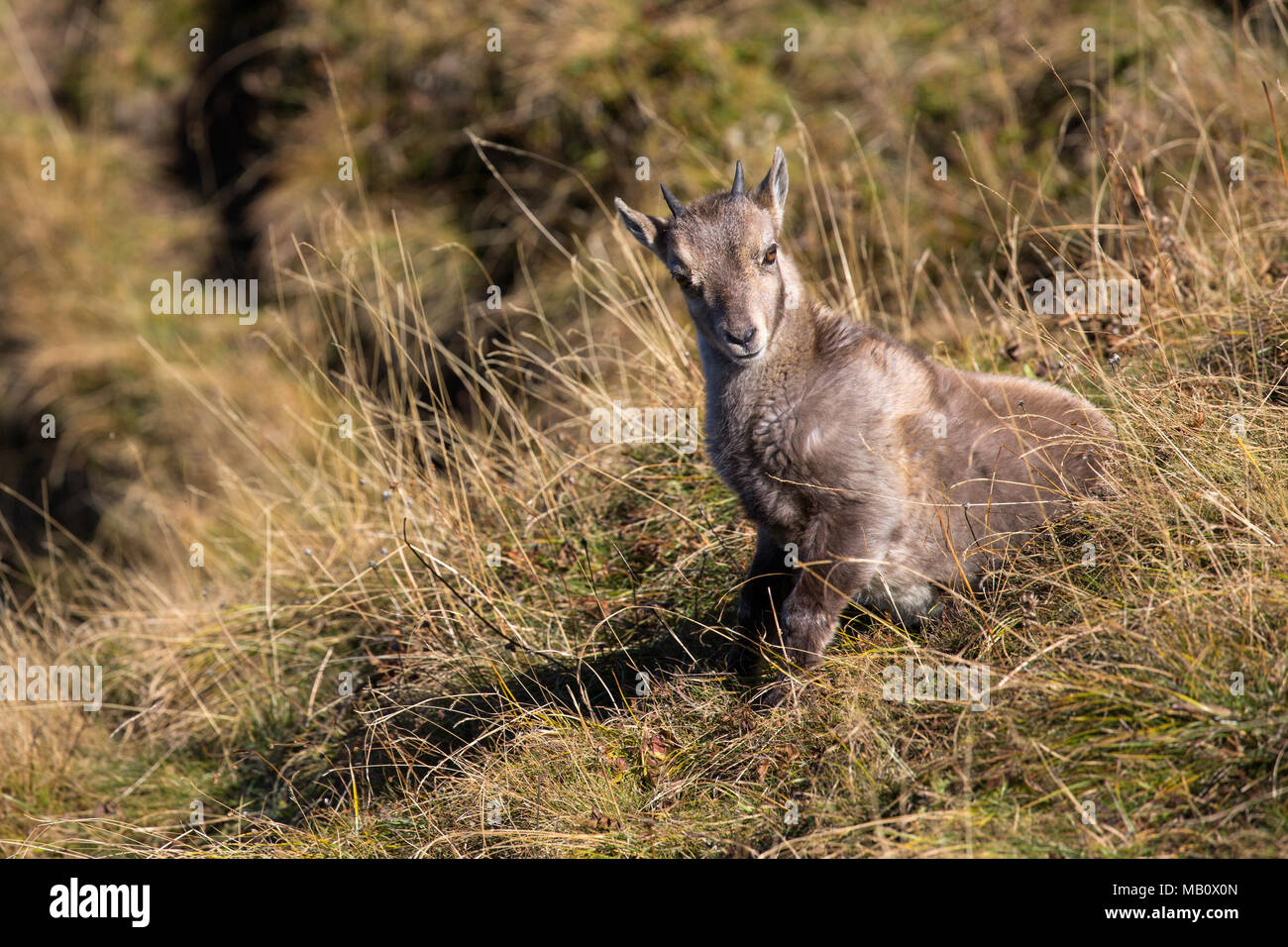 The Alps, the Bernese Oberland, cameo alphorn, autumn, young animals ...