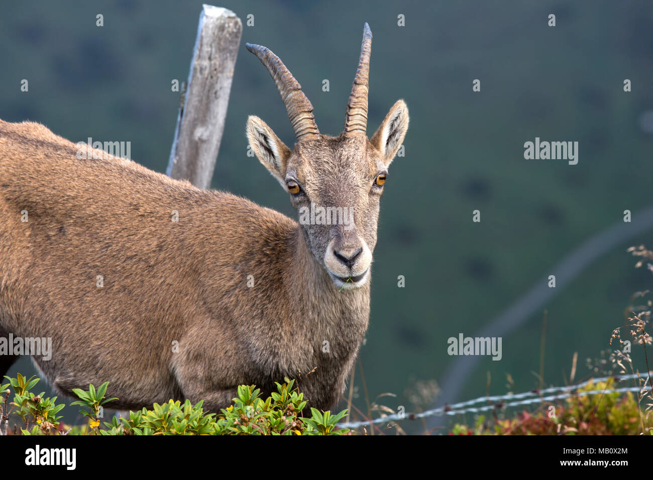The Alps, the Bernese Oberland, autumn, Niederhorn, Switzerland