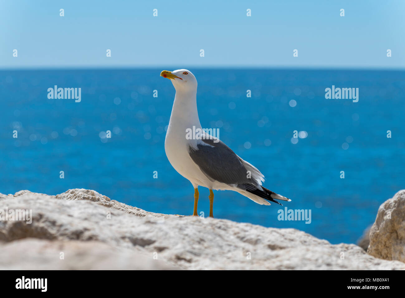 European herring gull (Larus argentatus) Stock Photo
