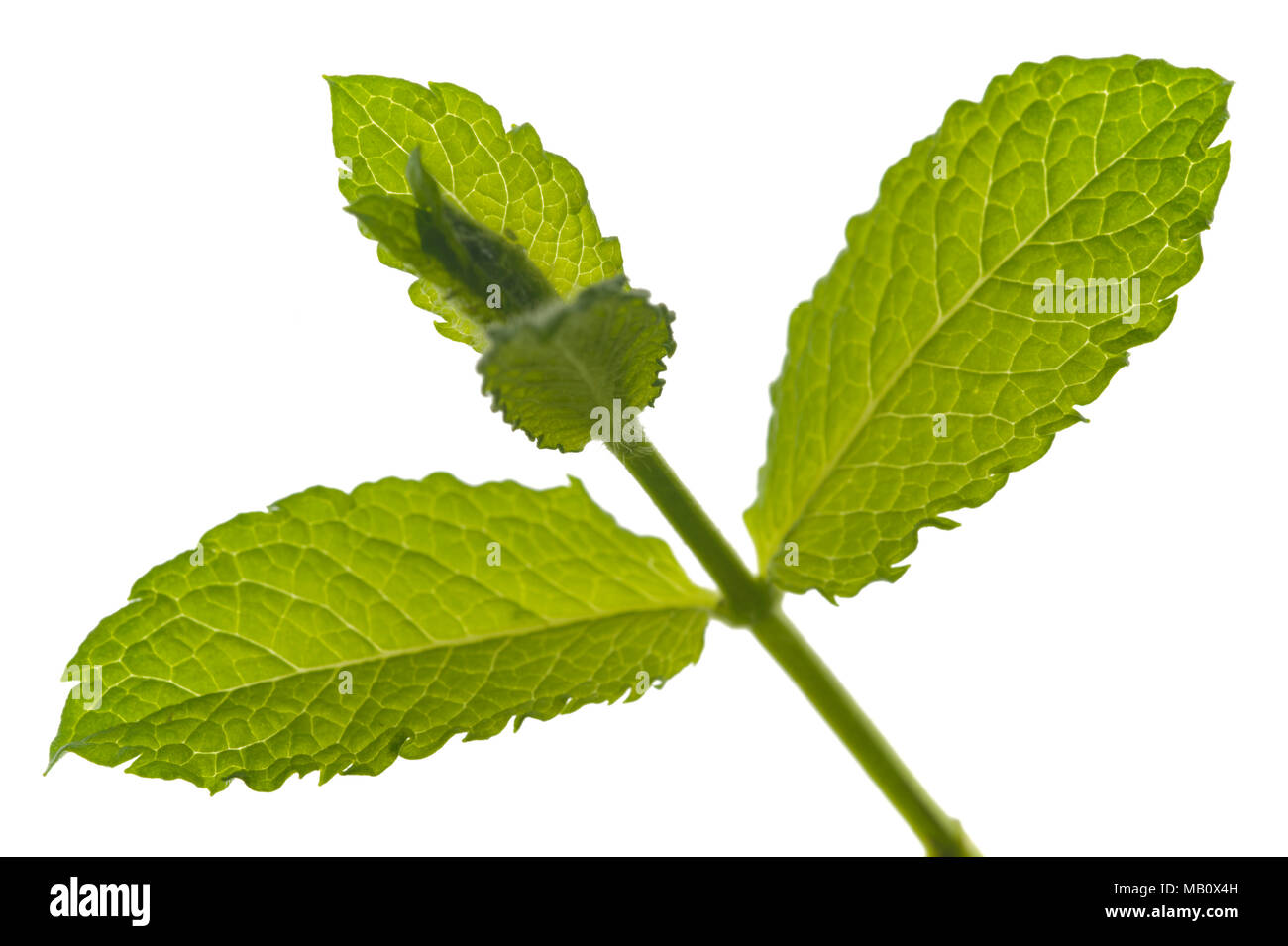 single leaf of lemon balm isolated over white background Stock Photo