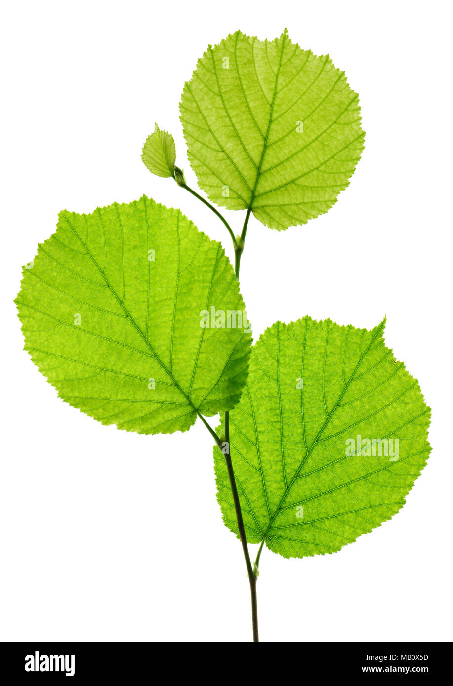 single twig with leaves of hazelnut tree isolated over white background