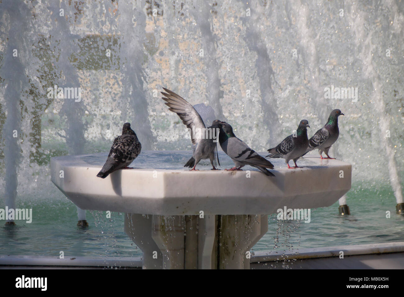 pigeons Stock Photo