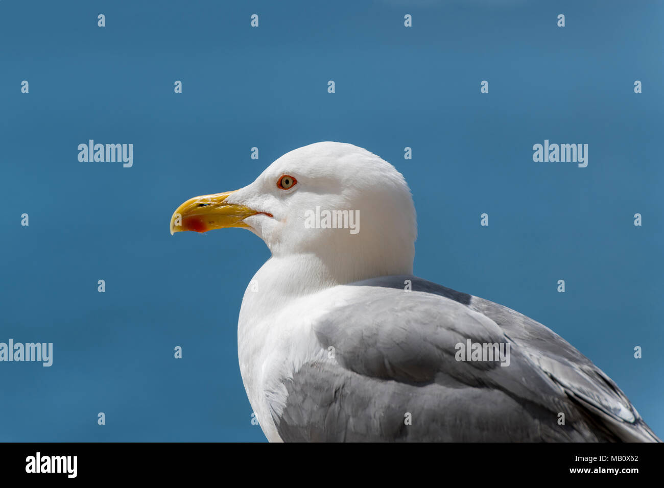 European herring gull (Larus argentatus) Close up Stock Photo